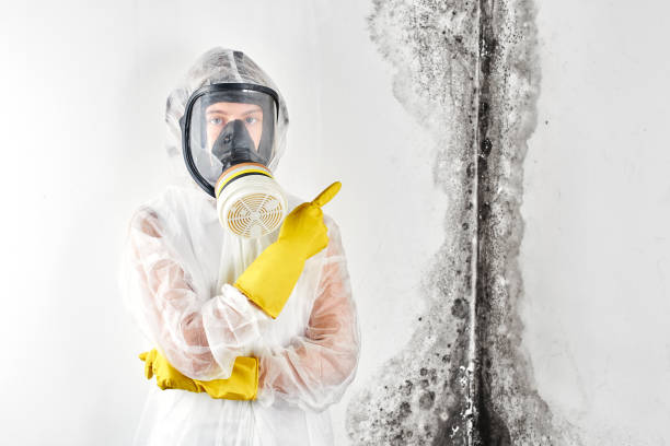  , USA Mold Removal & Remediation Pros